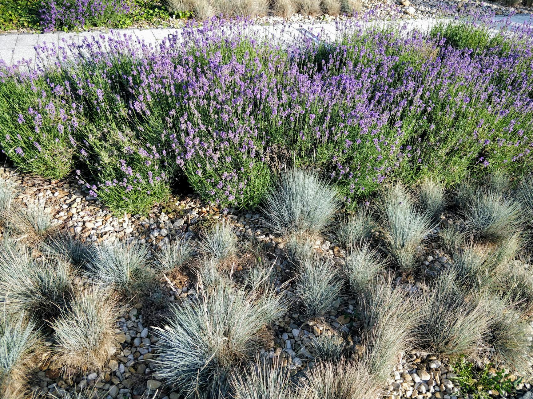 Virian o nowych utworach Lilli Venedy. Rozmowa w Radio Opole